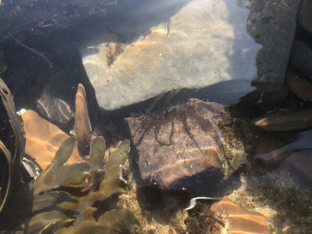 Hannah Earp (@hannahsearp) on Twitter photo Its been busy few days in Newcastle hunting for our #greengravel and monitoring our field / aquarium controls! Thanks <a href="/Pippa_J_Moore/">Pippa Moore</a> & <a href="/HJNCatherall/">Harry Catherall</a> for helping me flail around in 20cms of very cold seawater!
#kelp #restoration Its been busy few days in Newcastle hunting for our #greengravel and monitoring our field / aquarium controls! Thanks <a href="/Pippa_J_Moore/">Pippa Moore</a> & <a href="/HJNCatherall/">Harry Catherall</a> for helping me flail around in 20cms of very cold seawater!
#kelp #restoration