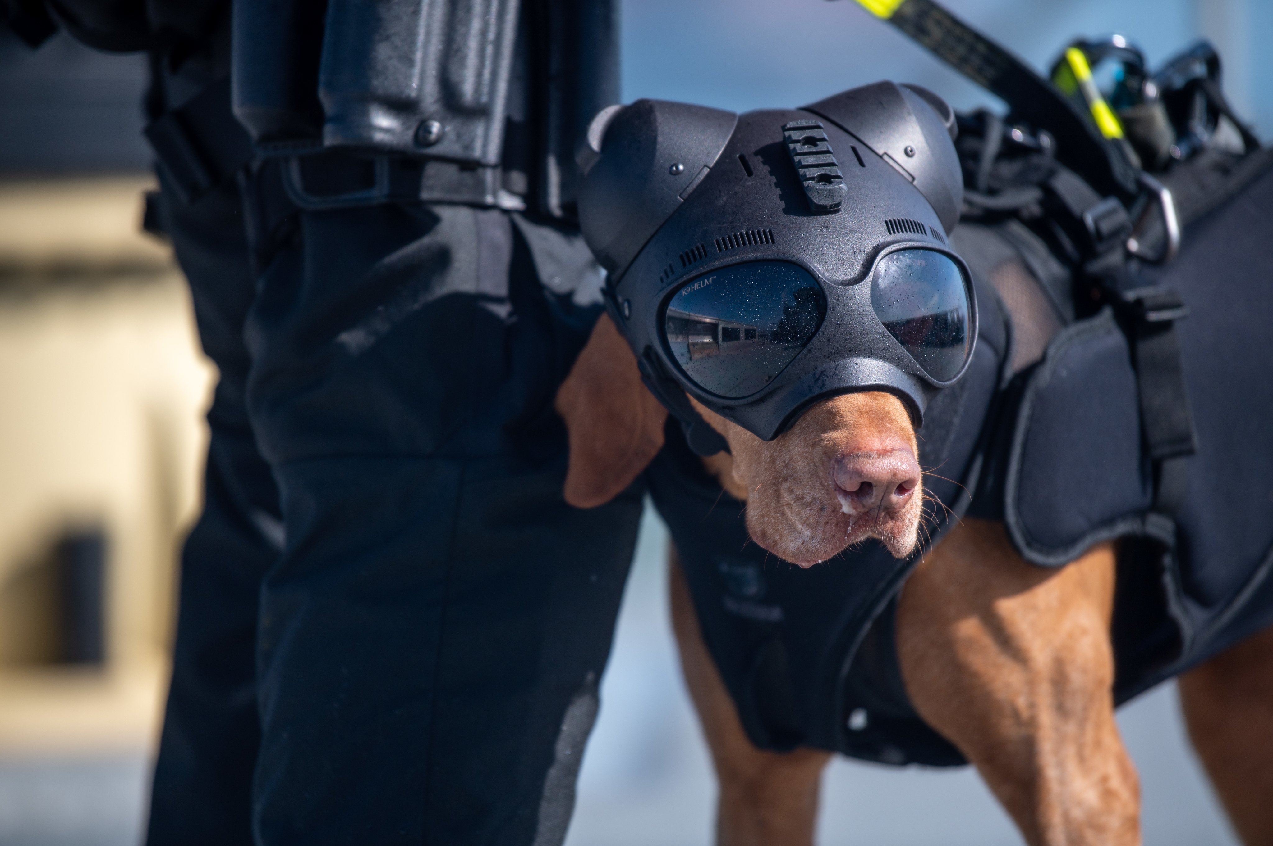 Southwood T Co Wjpr1bllaq コーストガードの犬がかっこいいヘルメットやゴーグルをつけています T Co K6i8dmwzwf Twitter