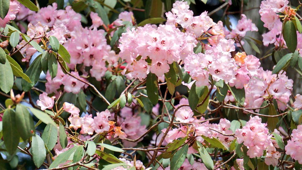 天城グリーンガーデン