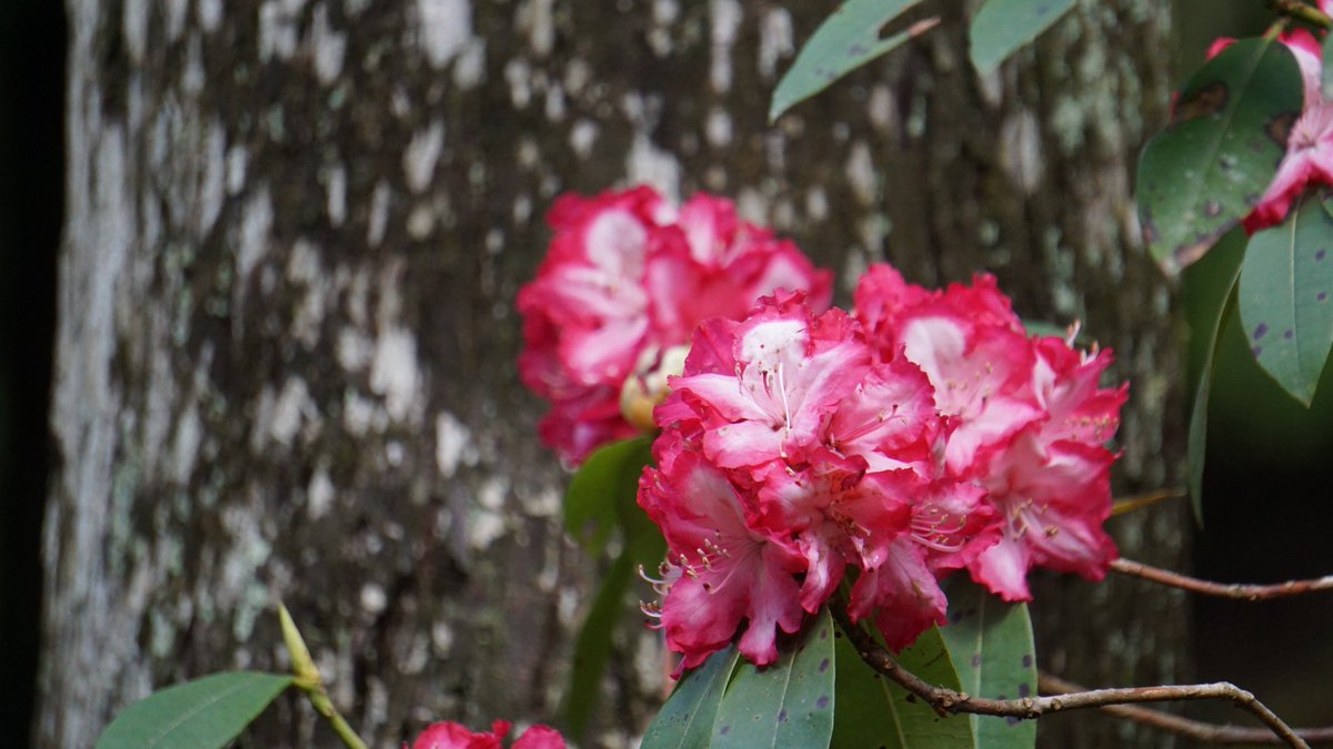天城グリーンガーデン
