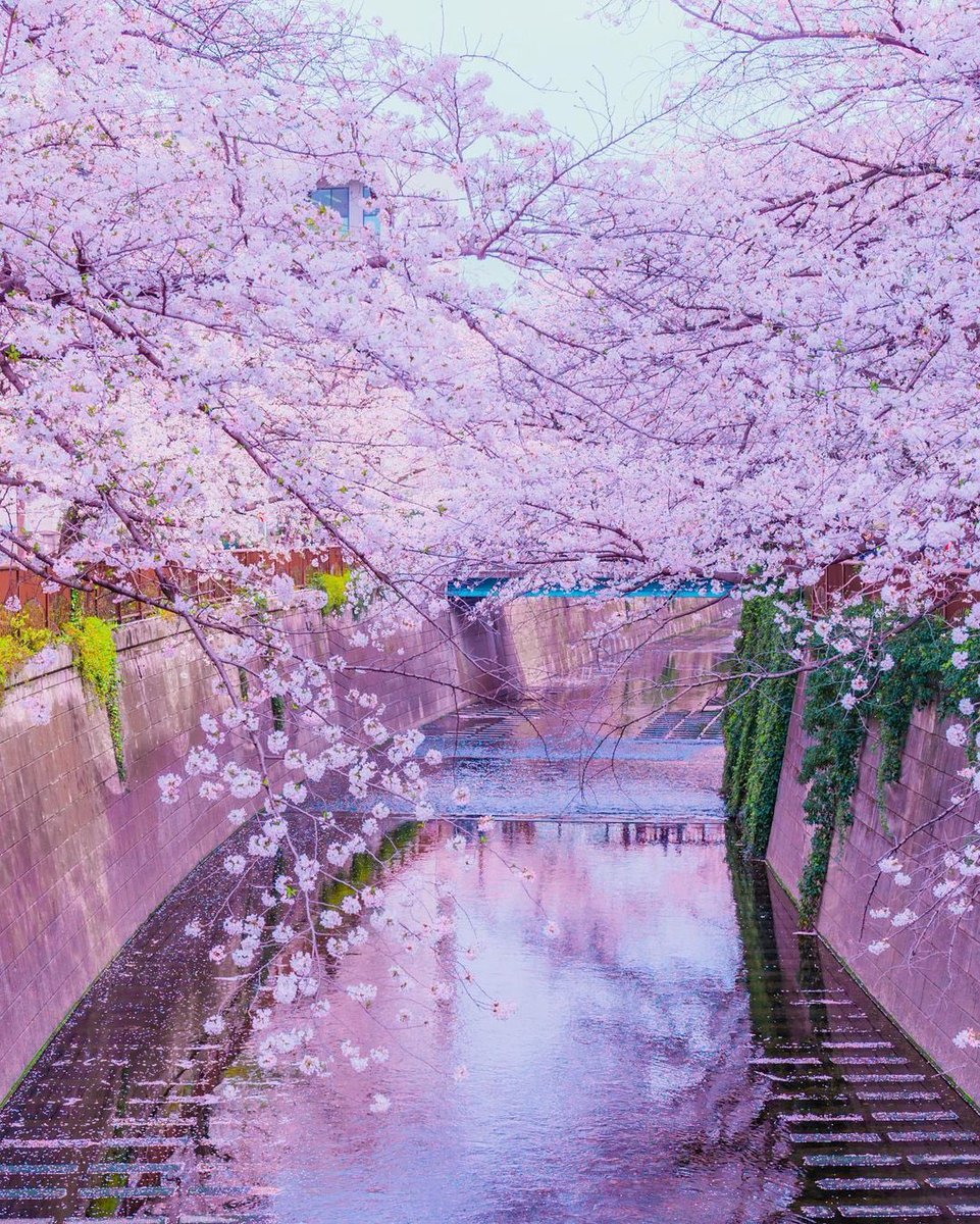 japanonx's tweet photo. Spring in Japan 🌸😍

#japan #spring #sakura #cherryblossoms https://t.co/suLaotckMt