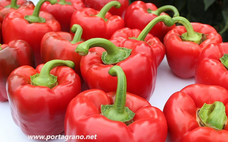 José Marín tweet media