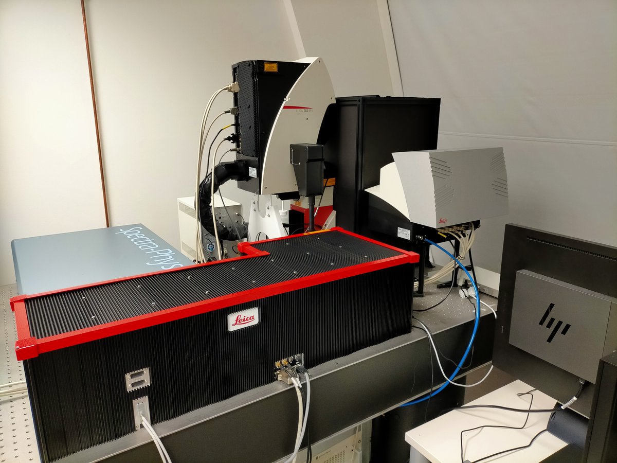 EnergyMemoryLab's tweet image. There it is: our cuting-edge new 2-photon system is operational!
Thanks @dim_elicit and @ESPCI_Paris  for the financial support, and congrats @LeicaMicro for spectral detectors, one of the coolest innovations I've seen for years in imaging systems!
FLIM upgrade to arrive soon...