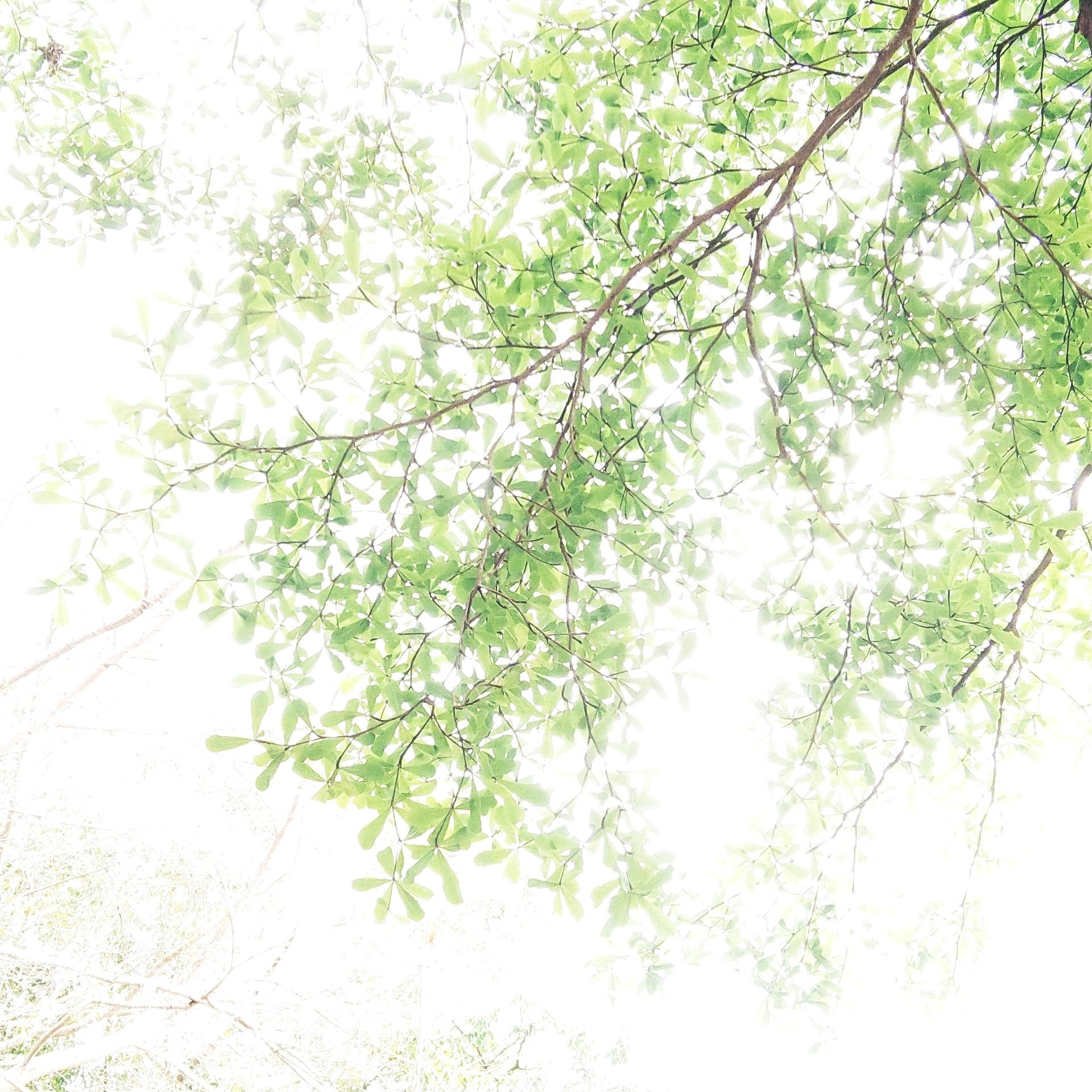 半天岩紫雲寺 Twitter Search Twitter