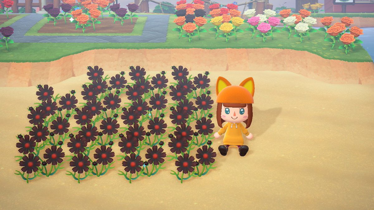 黒いコスモス 黒いコスモス
