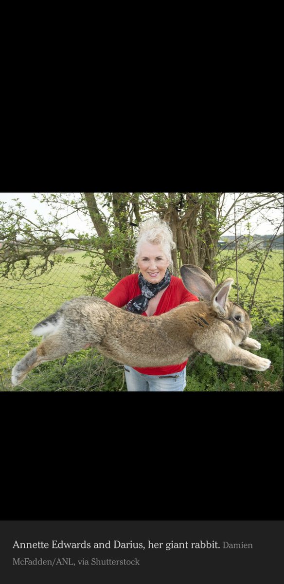 BenSirReadABook's tweet photo. I am also this rabbit when someone picks me up because it's fun for them... https://t.co/ZPavu5L879