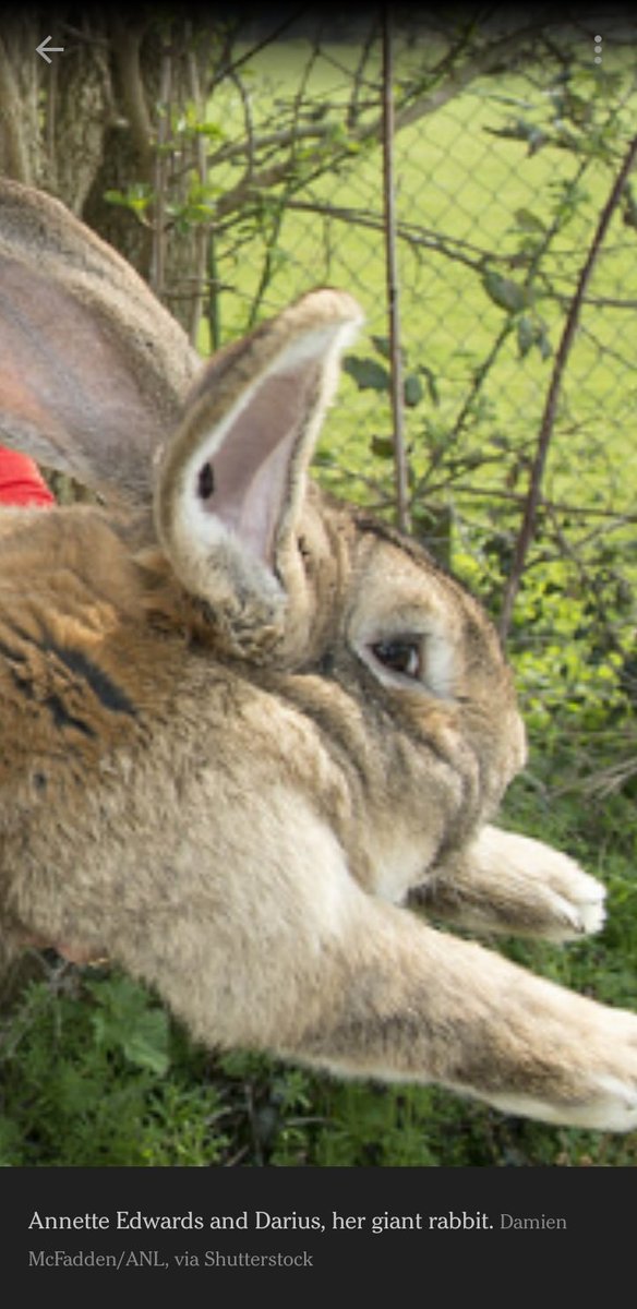 BenSirReadABook's tweet photo. I am also this rabbit when someone picks me up because it's fun for them... https://t.co/ZPavu5L879