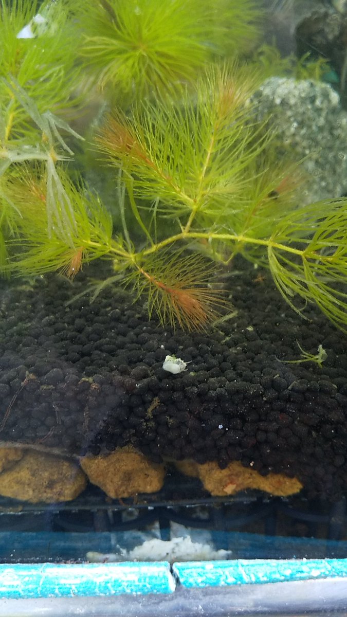 さかえひかる Sakaehikaru Aq Twitter