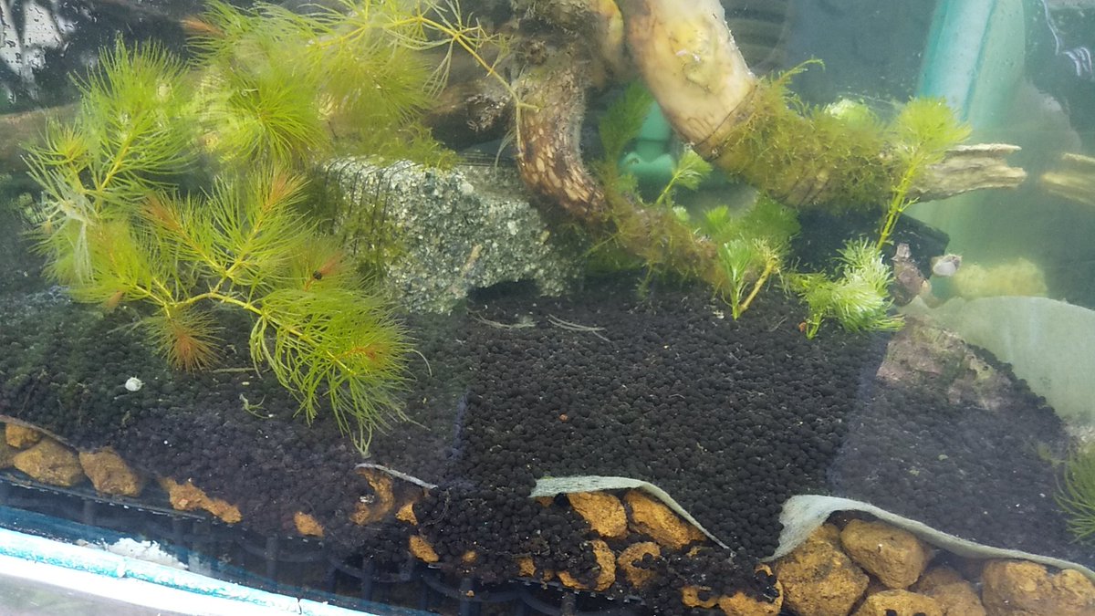 さかえひかる Sakaehikaru Aq Twitter