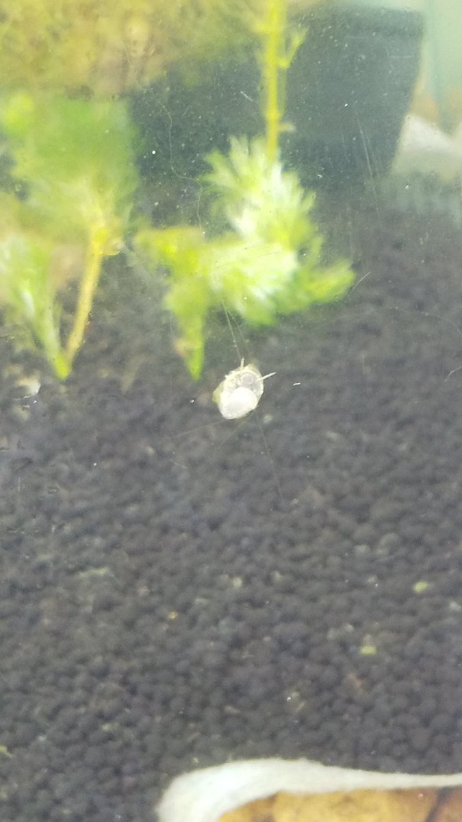 さかえひかる Sakaehikaru Aq Twitter