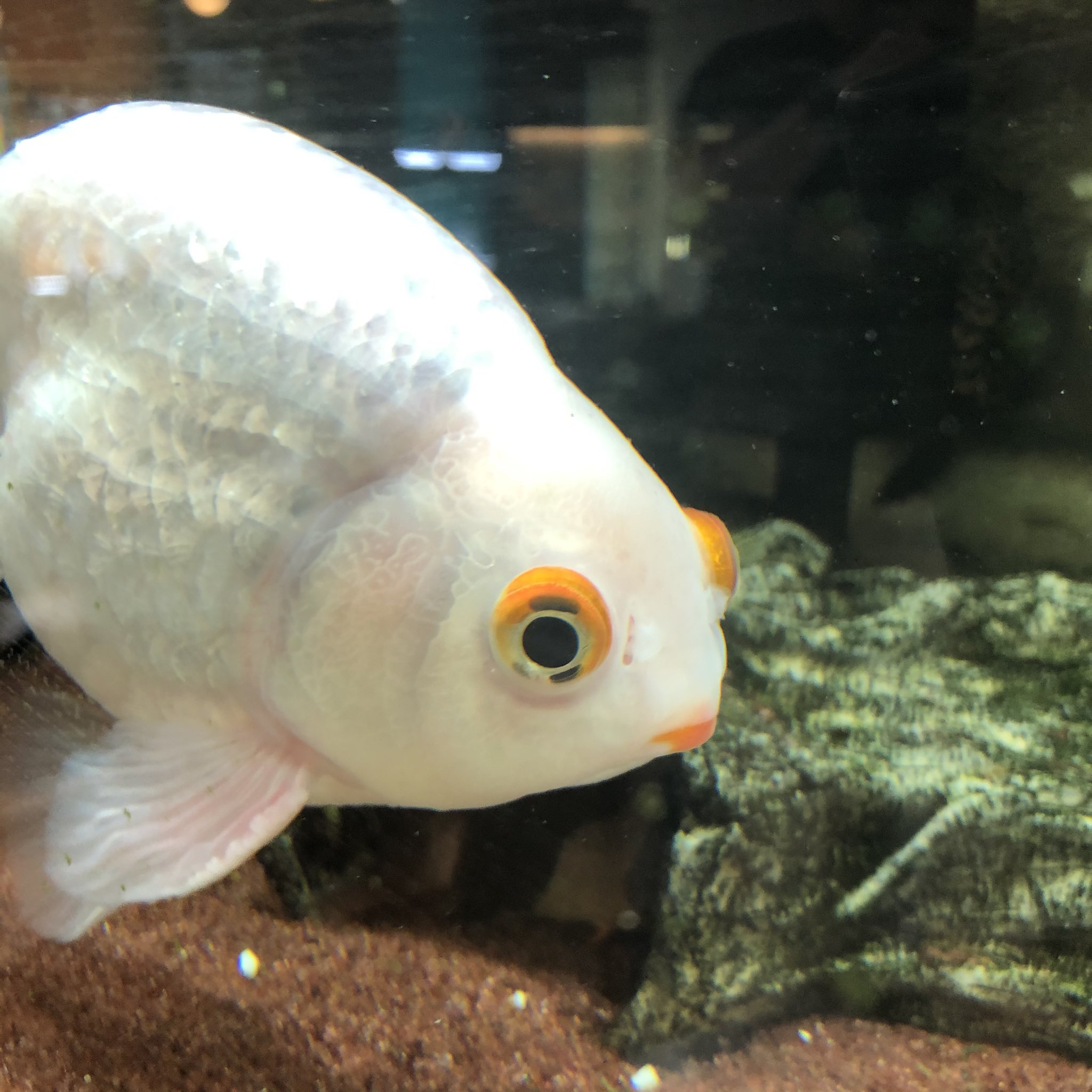 白い金魚 Twitter Search Twitter