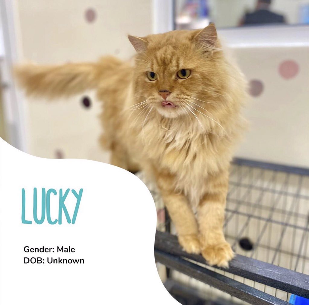 Bahrain_Rescues's tweet photo. Lucky was found severely malnourished with a bad case of ringworm, he is thriving since his treatment and loves head rubs and ear scratches🤍 he is in desperate need of a loving home and family🐾 https://t.co/zkhNg7xJck