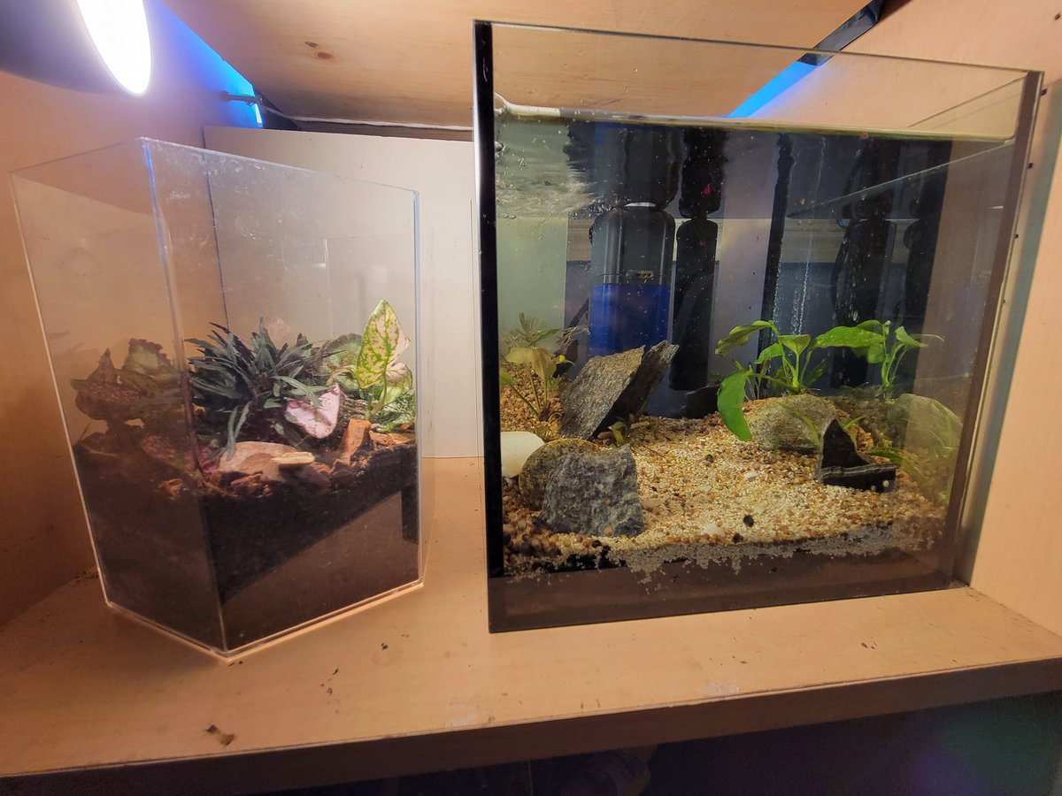 LazyEyeGuy's tweet photo. My girls first Terrarium 🥰 https://t.co/gIb49FKP9L