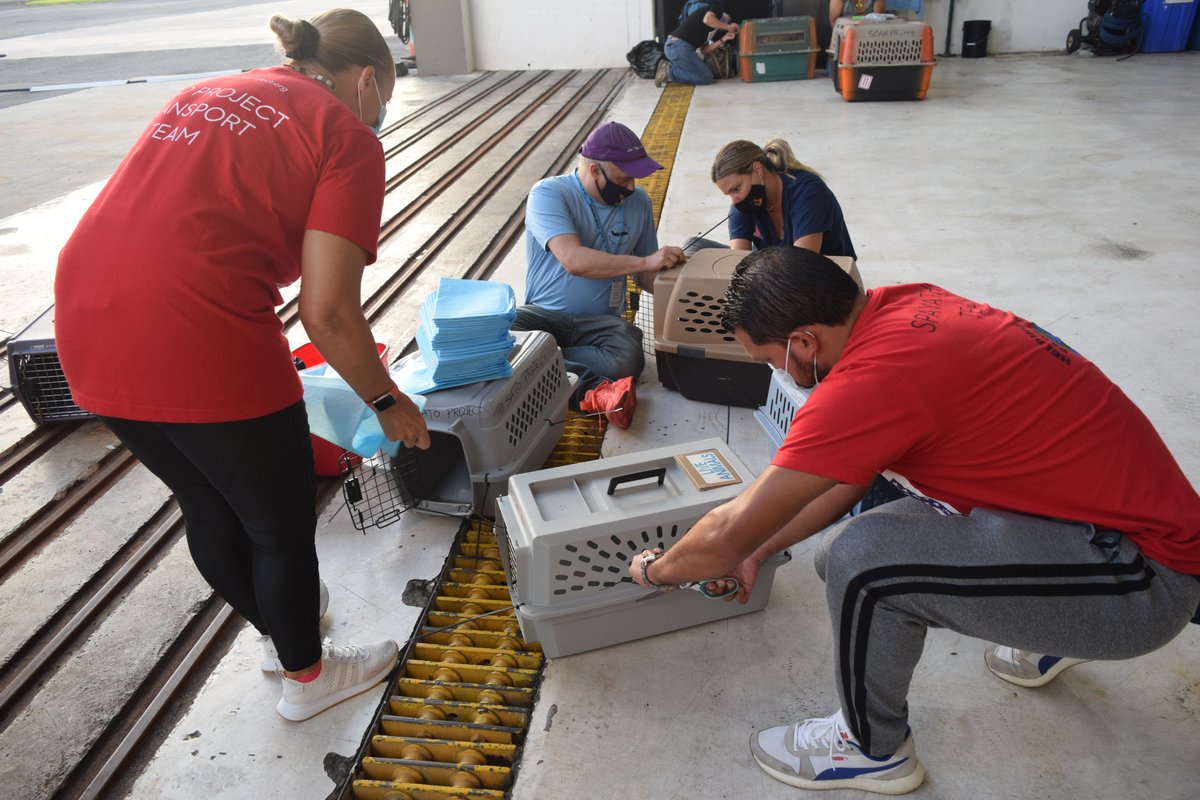 TheSatoProject's tweet photo. Our life-saving work is only possible because of the incredible people behind it that make it happen. Thank you so much to all of our team members in PR &amp; NJ/NY who came together with only a few days notice and made our critical care #FreedomFlight with @WingsOfRescue a reality! https://t.co/IibZdfTSAu