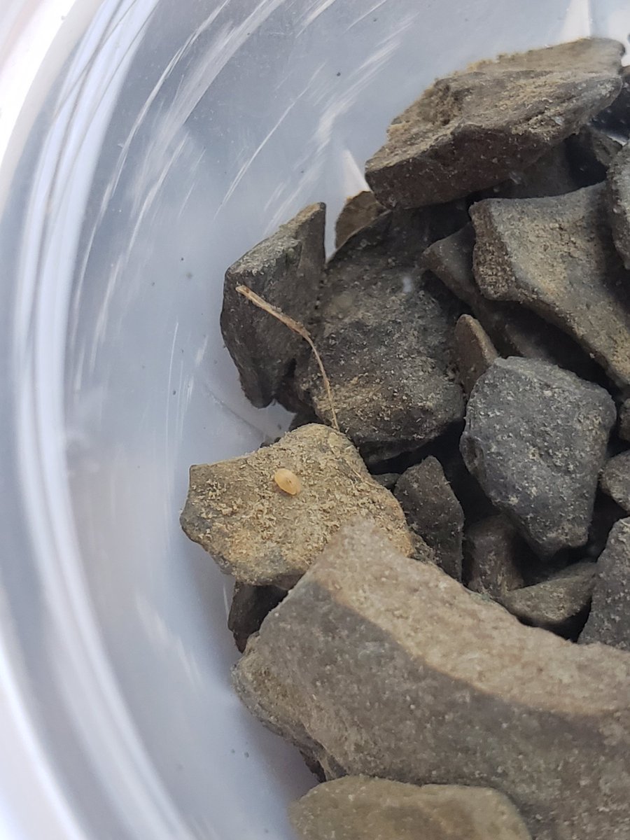 Mossworm1's tweet photo. Yesterday I found some neat orange ostracods in a dirty parking lot puddle in central Pennsylvania, but had no vials! So I scooped them into an empty fruit cup https://t.co/RRdeibAm6e