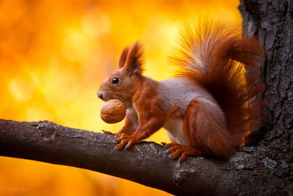 emma_positive's tweet photo. Happy Fact: 

Squirrels plant thousands of new trees each year simply by forgetting where they put their acorns.🐿🌳 https://t.co/2q8e6bmdHX