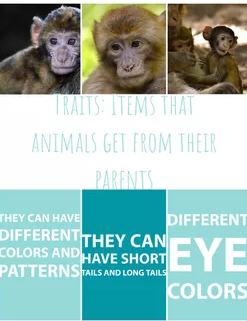 Students created posters in Adobe Spark about examples of animal traits #NISDITBingo <a href="/Brit_Horn_IT/">𝔹𝕣𝕚𝕥𝕥𝕒𝕟𝕪 ℍ𝕠𝕣𝕟</a>