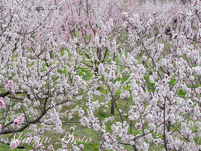 Shinsyu Photo あんず 16 4 3長野県千曲市森地区 甘酸っぱい香りを漂わせる春の花 杏 杏子 は バラ科サクラ属の落葉樹です 杏の文字は 木の枝に 果実 口 が実っている様子を表現したものなのだそうです 花言葉 乙女のはにかみ 臆病な愛 Shinsyu Photo あんず 16 4 3長野県千曲市森地区 甘酸っぱい香りを漂わせる春の花 杏 杏子 は バラ科サクラ属の落葉樹です 杏の文字は 木の枝に 果実 口 が実っている様子を表現したものなのだそうです 花言葉 乙女のはにかみ 臆病な愛