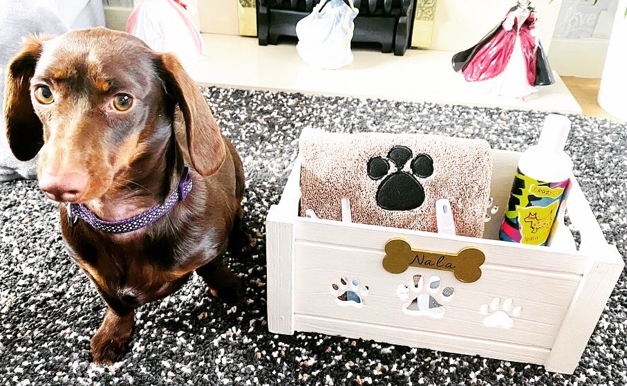 Mijopets's tweet photo. Little sausage 😍 The beautiful Nala has received her Pamper Hamper! Shop Mijo on Etsy now! 💕🐾 #dog #dogs #DogsofTwittter #dachshund #puppy #gifts #personalisedgifts #love #dogsuk #dogsworld https://t.co/I7NUaBs8OM
