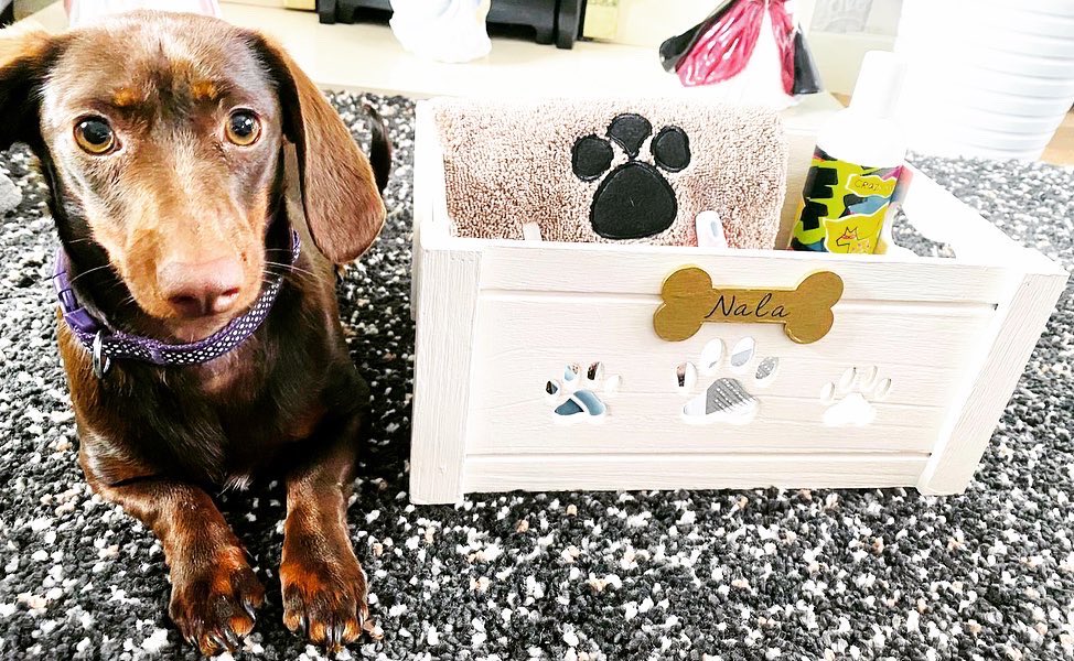 Mijopets's tweet photo. Little sausage 😍 The beautiful Nala has received her Pamper Hamper! Shop Mijo on Etsy now! 💕🐾 #dog #dogs #DogsofTwittter #dachshund #puppy #gifts #personalisedgifts #love #dogsuk #dogsworld https://t.co/I7NUaBs8OM