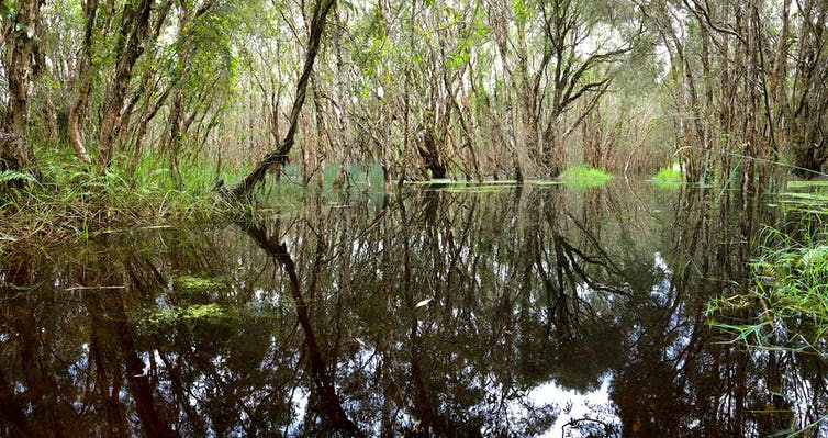 New Phytologist (@newphyt) on Twitter photo 'We found methane-eating bacteria living in a common Australian tree. It could be a game changer for curbing greenhouse gases.' 👇
🌳theconversation.com/we-found-metha…
Read a related paper by <a href="/Luke_Jeffrey/">Dr. Luke Jeffrey</a>, <a href="/Dr_Damo77/">Damien Maher</a>, et al. 👇
📖nph.onlinelibrary.wiley.com/doi/10.1111/np… 'We found methane-eating bacteria living in a common Australian tree. It could be a game changer for curbing greenhouse gases.' 👇
🌳theconversation.com/we-found-metha…
Read a related paper by <a href="/Luke_Jeffrey/">Dr. Luke Jeffrey</a>, <a href="/Dr_Damo77/">Damien Maher</a>, et al. 👇
📖nph.onlinelibrary.wiley.com/doi/10.1111/np…