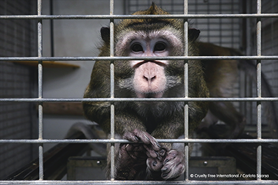 SerAnimales's tweet photo. Los animales siguen confinados en #Vivotecnia y los/las activistas seguiremos en las puertas hasta que sean liberados!! @ComunidadMadrid
 
#RescateVivotecnia https://t.co/hduhUiIUqL
