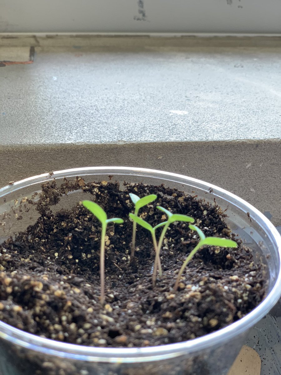 cappy812's tweet photo. Feels like spring in room 202! Studying plant &amp; animal life cycles gives us opportunities to make cool observations. We have 2 visiting crayfish &amp; our seeds from @HilltopIU garden have sprouted. We ❤️ science! @BinfordBadgers @FOSSscience @MCCSC_EDU @RogBinPTO https://t.co/b2mPUpjOTL