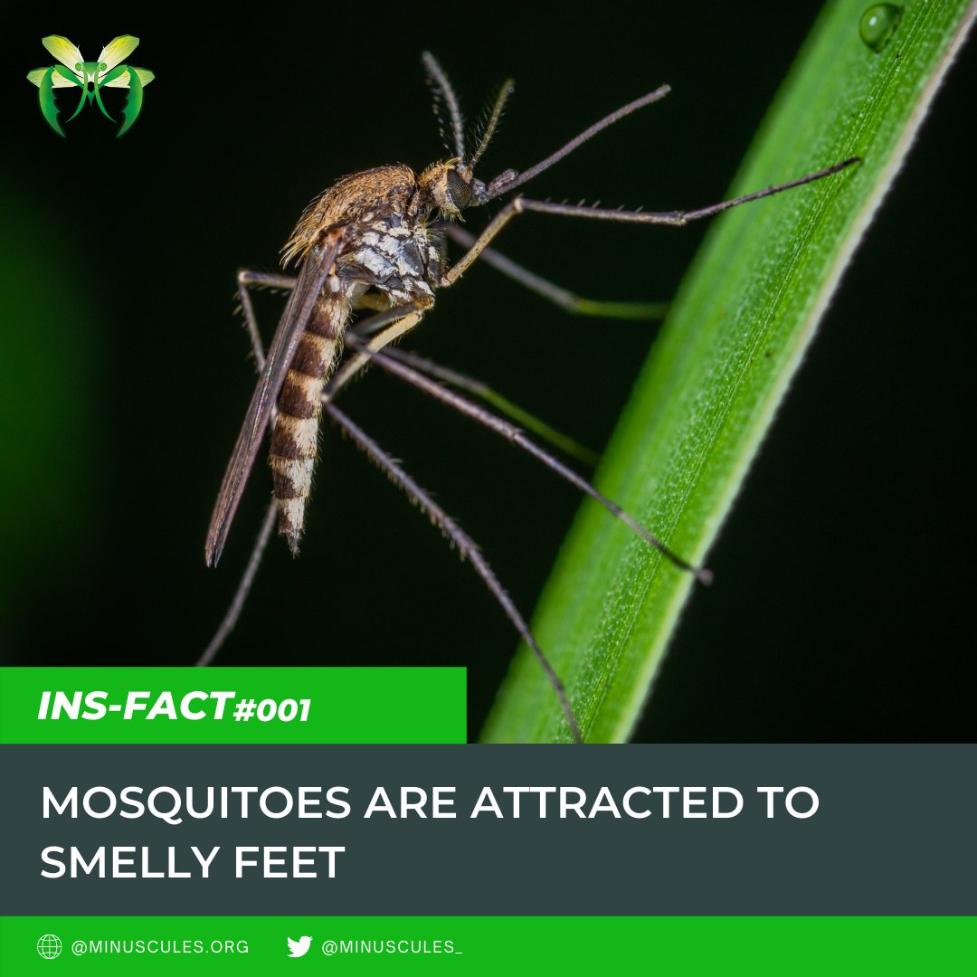 minuscules_'s tweet photo. #INSFACT 001: Smelly feet may keep fellow humans away, but they attract mosquitoes!

When looking for a meal, mosquitoes find humans using smell, not sight. Therefore, our breath, sweat, and other odors are like signals that let mosquitoes know where we are.

Follow @minuscules_ https://t.co/uPrqkjfppI