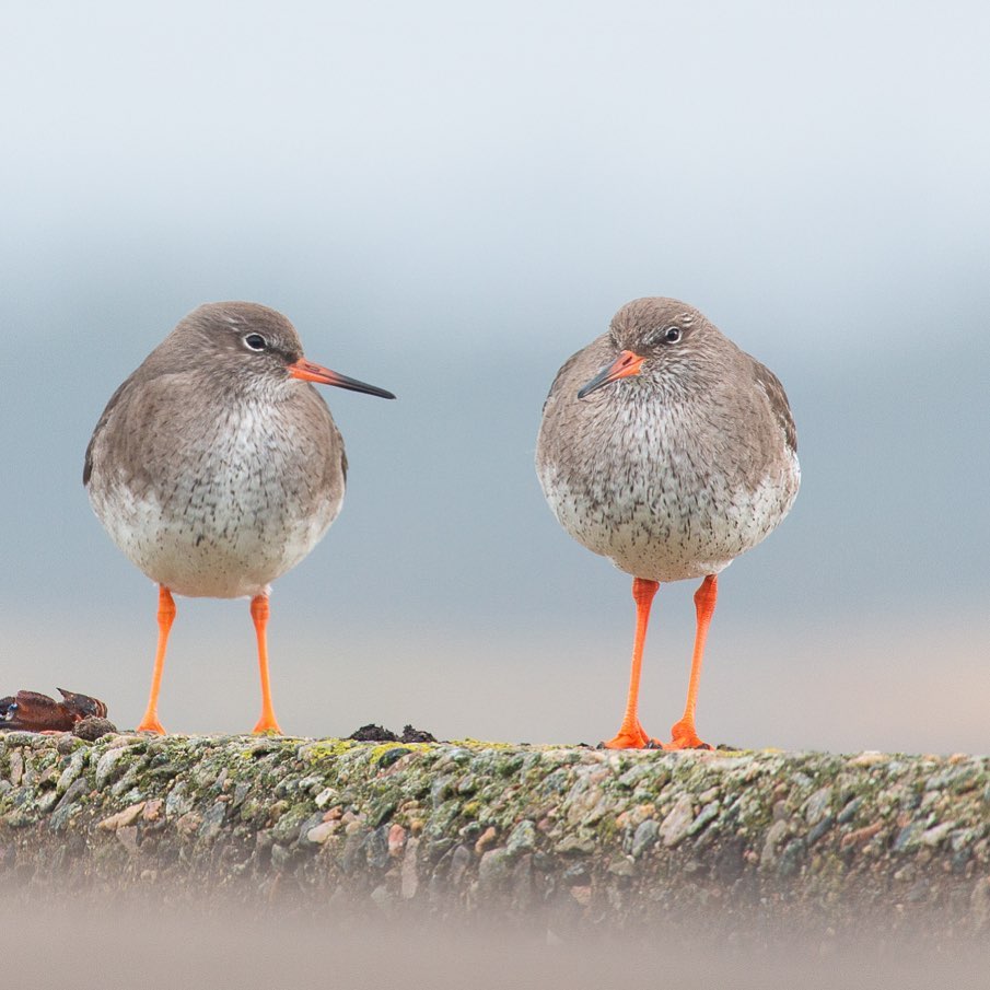 VentureNorthSco's tweet photo. What do you reckon these two are saying to each other?
Thank you i_sargent (IG) for this lovely photo of two Redshank on Golspie Pier.
#venturenorth #caithnessandsutherland #birdwatching #redshank #scottishbirds #respectprotectenjoy #birdlifephotography #visitscotland #nc500 https://t.co/TPHk4r2Z7s
