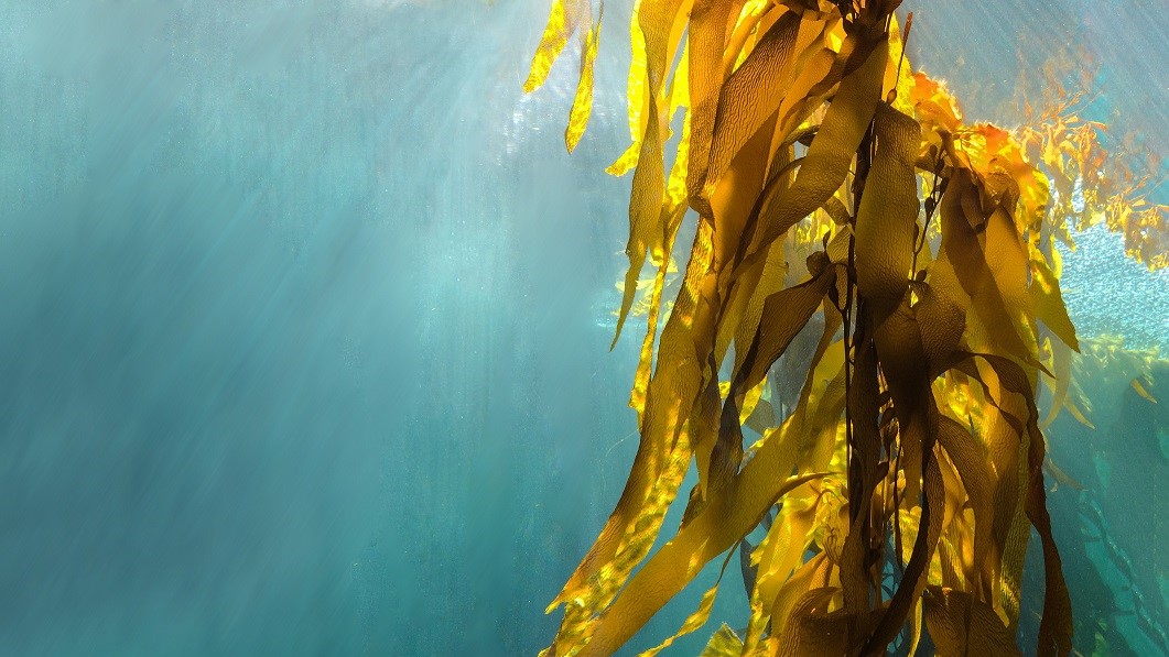 RdeAustry's tweet photo. Seaweed saviour: Marinova highlights ‘unmet needs’ in the market for skin microbiome-friendly atopic dermatitis treatment https://t.co/8WkCx4AwT7 https://t.co/cRoIR5NSLl