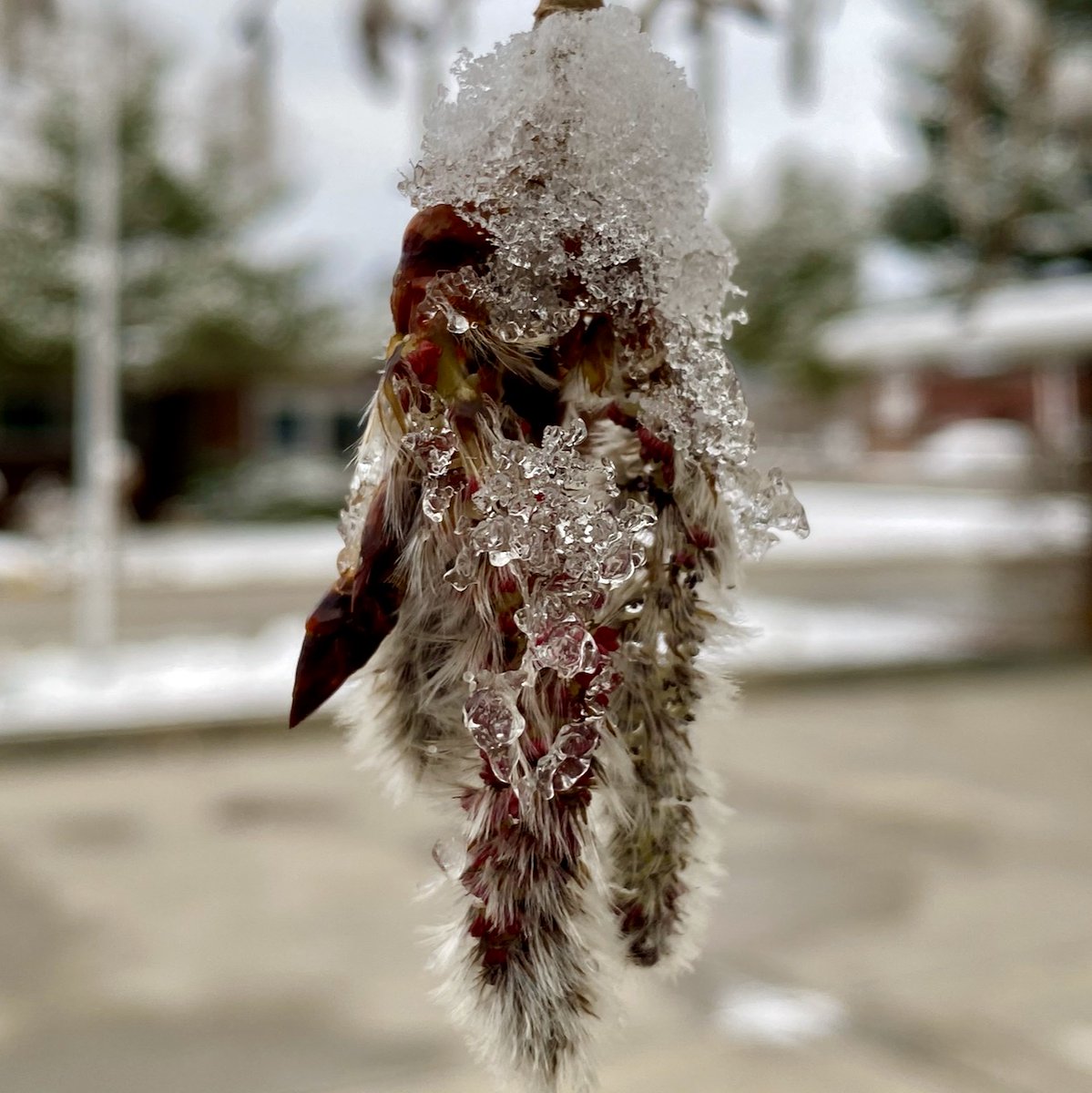susanjtweit's tweet photo. spring break
aspen catkins dangle—limp, soggy
snow-struck
#haiku #roadtrip #springintherockies #nativeplants #colorado
I’m on the road delivering a truckload of baby native plants from @waterwiseplants in Santa Fe to a project in w Colorado. So of course there’s a snowstorm. https://t.co/Z96MJURtyd