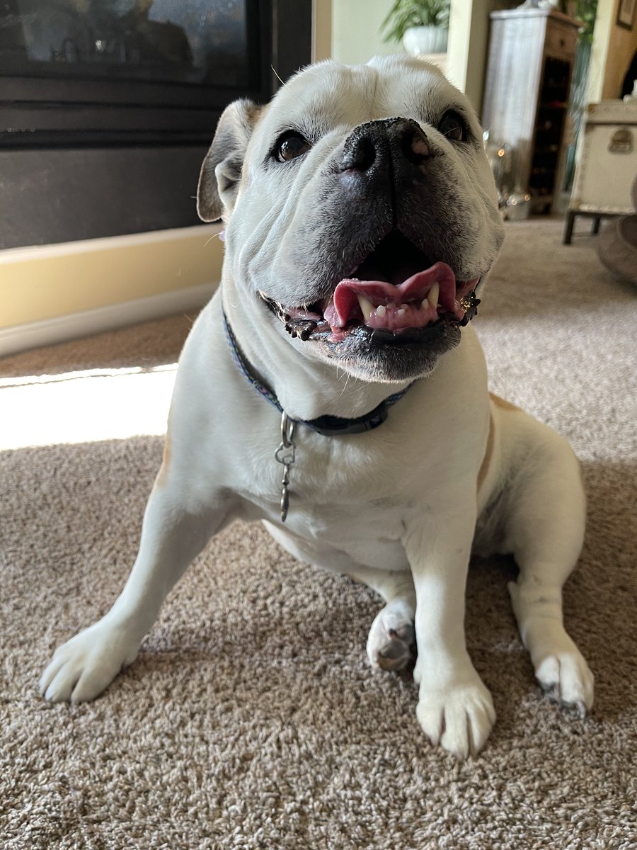 GracieSunshine1's tweet photo. Thank you again to everyone who voted for me in the @TailBangers1 cookie contest. This month I am donating my winnings to @MidAtlanticBDR. $100 worth of cookies were sent out. We are thankful to Mid Atlantic Bulldog rescue for all they do to help dogs in need. ❤️🐶 https://t.co/flJDaXTWX7