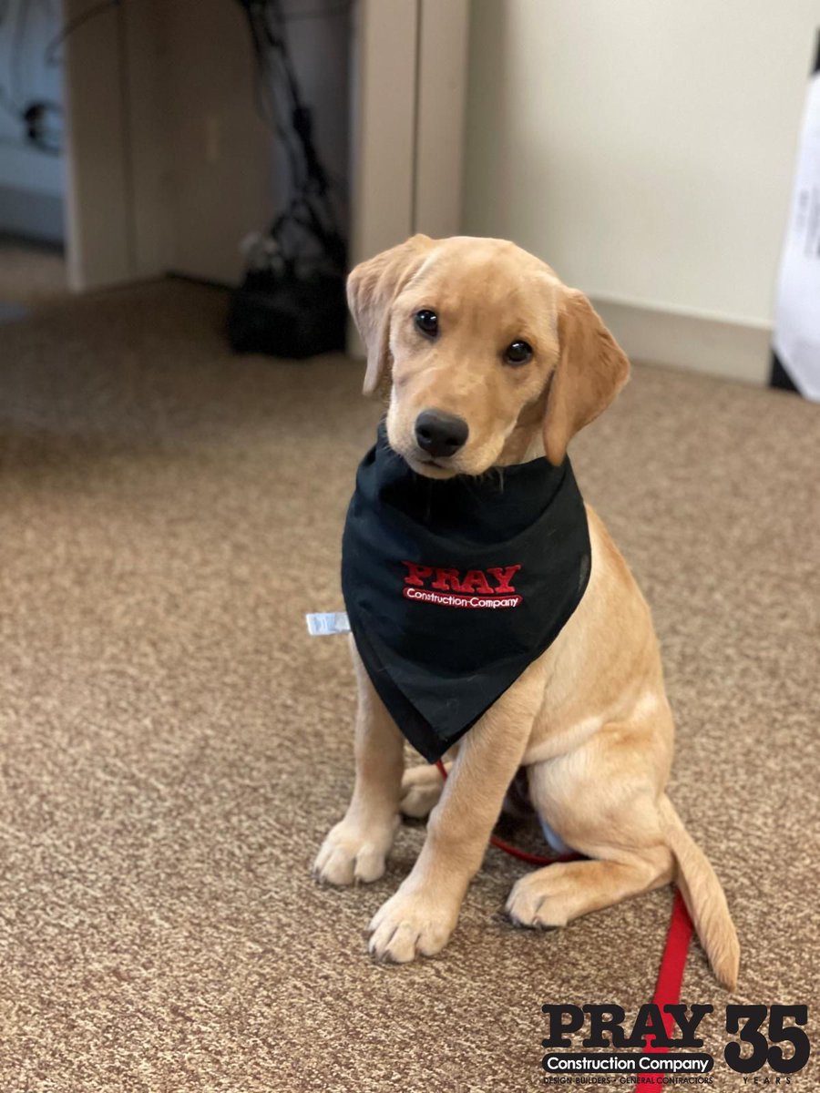 PrayConCo's tweet photo. Here at Pray, we teach 'em young and teach 'em right about the Design-Build process. Our youngest office member, Abby, is learning the advantages of a Design-Build project!
Want to know more? Drop into our DMs!
.
.
.
#WVDesignBuild
#ATraditioninBuildingExcellence
#YellowLabs https://t.co/V2wiAkN2U5