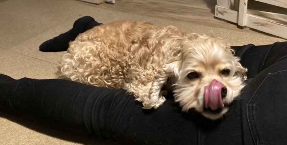 おもしろ犬 おもしろ犬