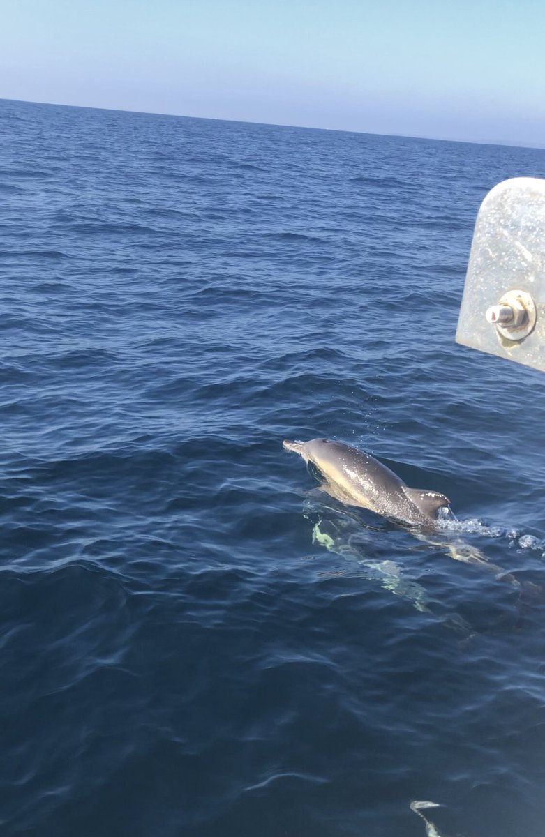 Fieldwork only started 2 days ago but it’s been fabulous already! We’ve seen a basking shark, some amazing seabirds and dolphins!! We were lucky enough today to see both common and bottlenose dolphins! What an amazing day! #dayofthedolphin #FestivalofFieldwork