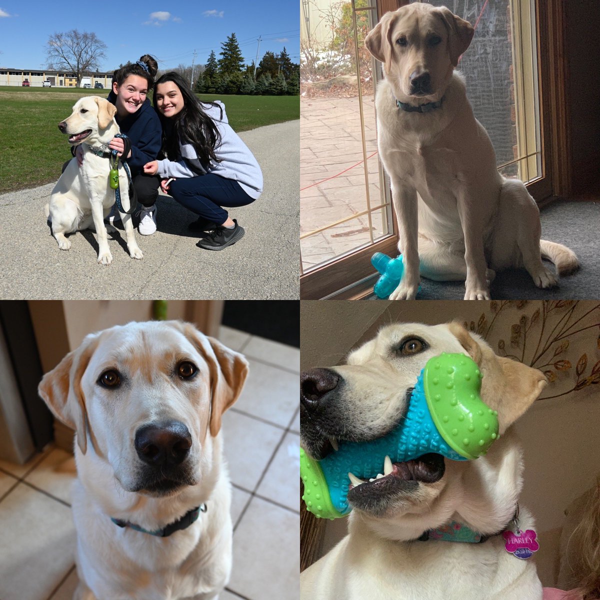 TraceyBasso's tweet photo. Happy 1st birthday to our little stinker. She’s beyond crazy, full of energy, eats EVERYTHING but is the sweetest, most loving fur baby ever. Love you sweet girl. https://t.co/bL6ieUKe3n