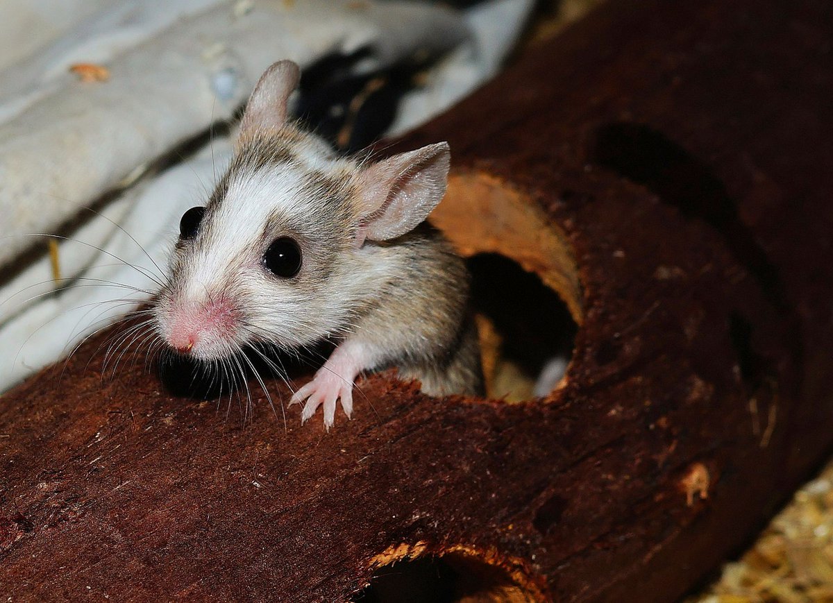 HourlyMouse tweet picture