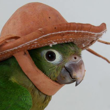 spicy_mochi's tweet image. cowboy bird