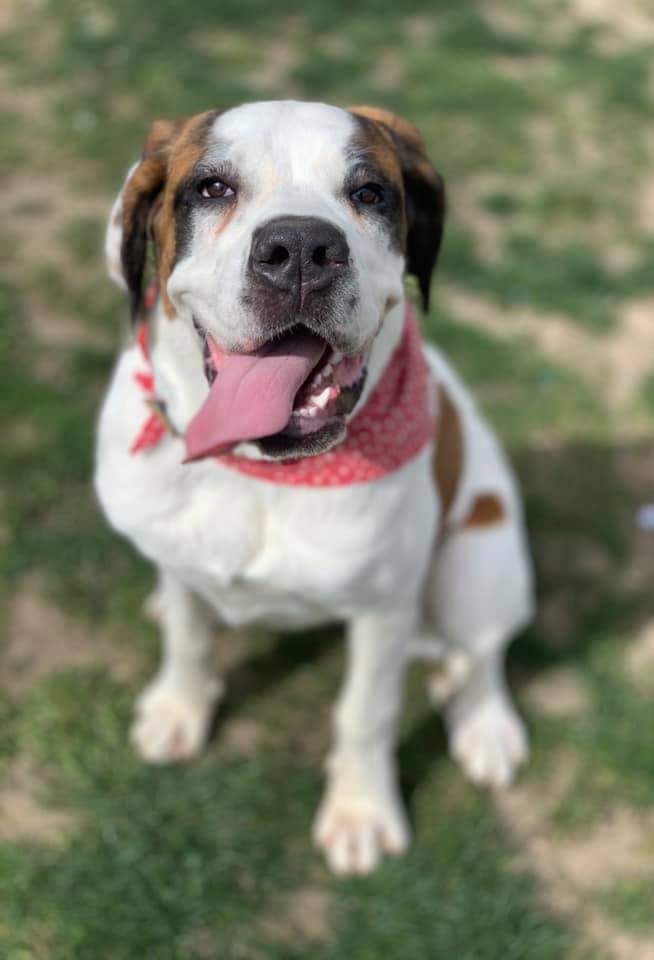 Vicki MG (@dogrescuebird) on Twitter photo facebook.com/13825851619663…
Gorgeous Pheobe for adoption. Needs a special home who can give her the stability she sorely needs. Full details on Facebook post above, she is with the amazing <a href="/NiallNewHope/">NewHopeAnimalRescue</a> #rescuedog #AdoptDontShop #stbern facebook.com/13825851619663…
Gorgeous Pheobe for adoption. Needs a special home who can give her the stability she sorely needs. Full details on Facebook post above, she is with the amazing <a href="/NiallNewHope/">NewHopeAnimalRescue</a> #rescuedog #AdoptDontShop #stbern