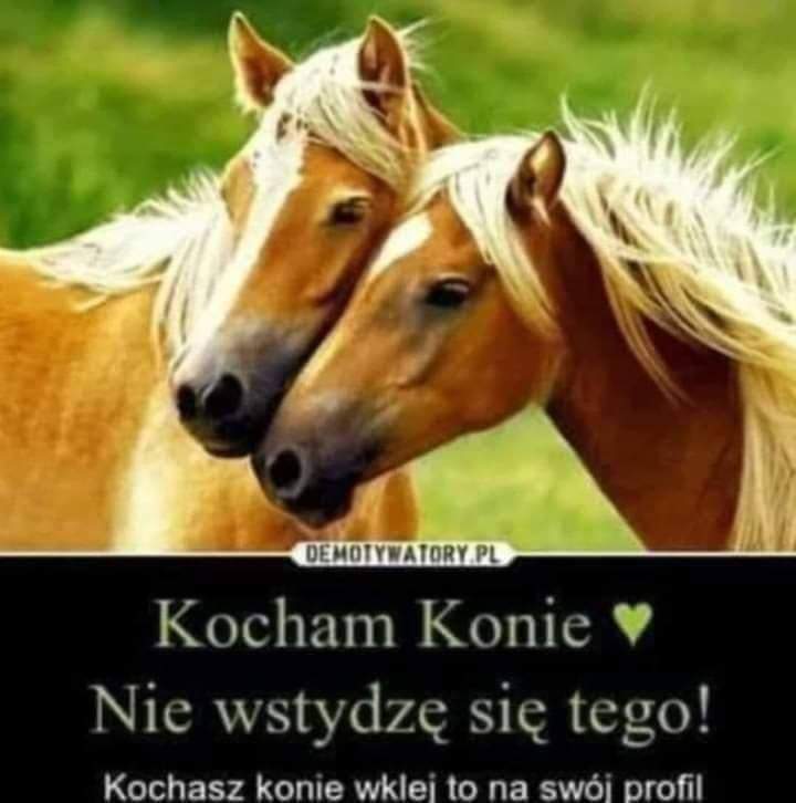 Kocham konie
#konie #koń #jebać #bydgoszcz #gruby #plaster #sera #kochamkonie #koniary #jojo