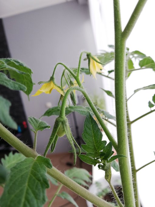 Look at this little fucker. This plant came from a tomato, not regular seeds. And he's still tryin to<a href="/tag/kawaiibox"class="tags"><span>#kawaiibox</span></a>