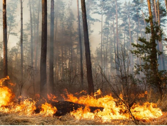 coilltenews's tweet image. The Department of Agriculture, Food &amp;amp; the Marine @agriculture_ie has issued a Status Orange HIGH Forest Fire Risk Warning until next Monday April 19th.

Coillte urges the public not to light forest fires outdoors during this time. 

coillte.ie/coillte-high-f…

#FireWarning