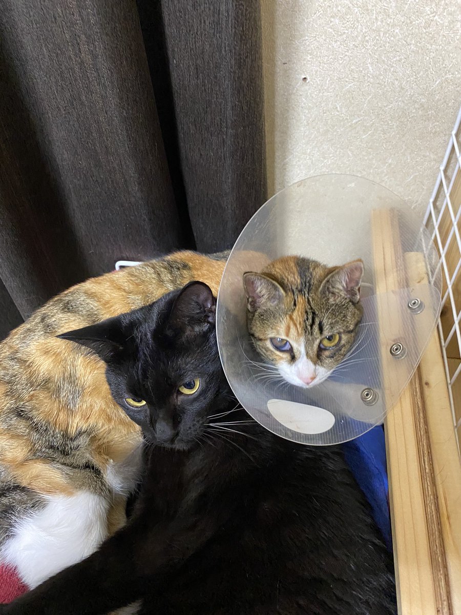 ちょっと…似てる気がした… 