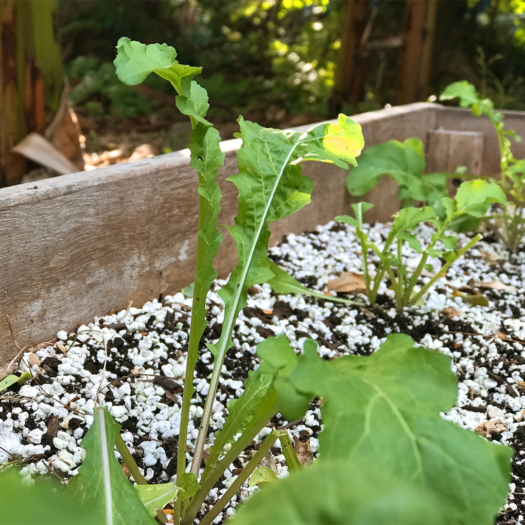 back2earthUSA's tweet photo. 🌱 Gardening using the right nutrient-rich fertilizer leads to beautiful veggies 🥬

#madewithcompost #composting #homemade https://t.co/pqe3KrAXyE