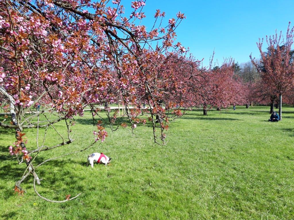 SceauxMP's tweet photo. #PointFloraison
🌸 Quelques photos des #sakura du bosquet nord dans le #ParcDeSceaux
📆 13/04/2021
📷 CD92 / M. Villa
#floraison #hanami #CerisiersDuJapon https://t.co/RPwKMs6Atc