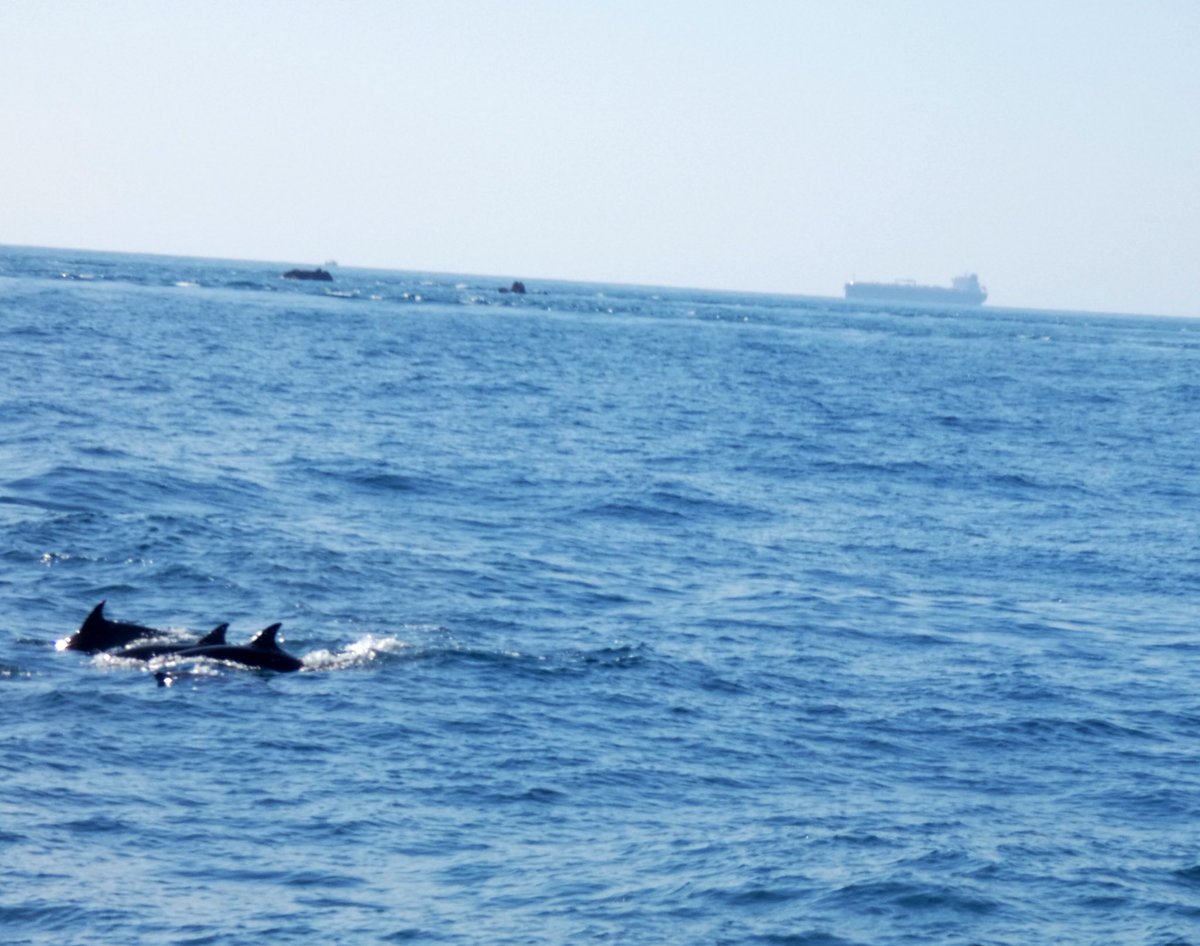 No better way to spend #NationalDolphinDay than be blessed with Common Dolphins and BND✨ Amazing day, big thank you to @StuBearhop for sharing all his seabird knowledge. Can’t wait for to see what tomorrow brings 🤞