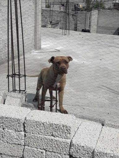 Lo que comparten | Su perro en la azotea