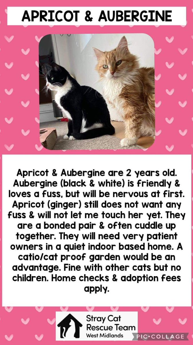 These cats are searching for their forever homes! Please share 💖 Apply to adopt at scrtwm.org.uk/adoption-enqui… Please share to find these babies their perfect homes ❤🥰🐱 #AdoptDontShop #CatsOfTwitter