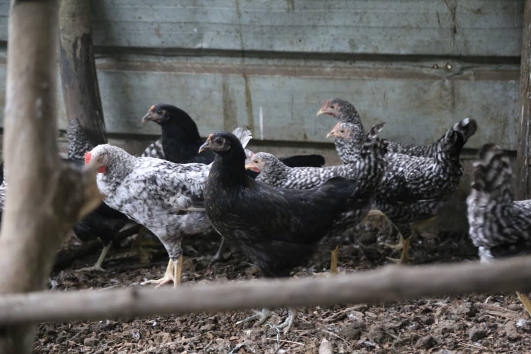 DjoleIbule's tweet photo. Hoy aterrizamos en #Basakato y #Potao donde familias desarrollan la #AviculturaFamiliar como un medio de subsistencia para generar ingresos a través de la crianza de aves de corral @FAOGuineaEcua
#comercialización #negocio
Una gran #oportunidad de mercado para #emprendedores https://t.co/vqZh6WPXVl
