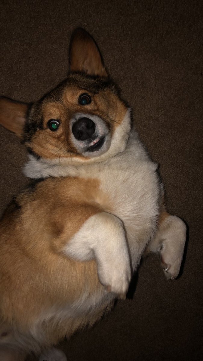 EpiphanyMeisin1's tweet photo. Wally's birthday! Plz rate below how good of a boy he looks https://t.co/10aTQvVAxF